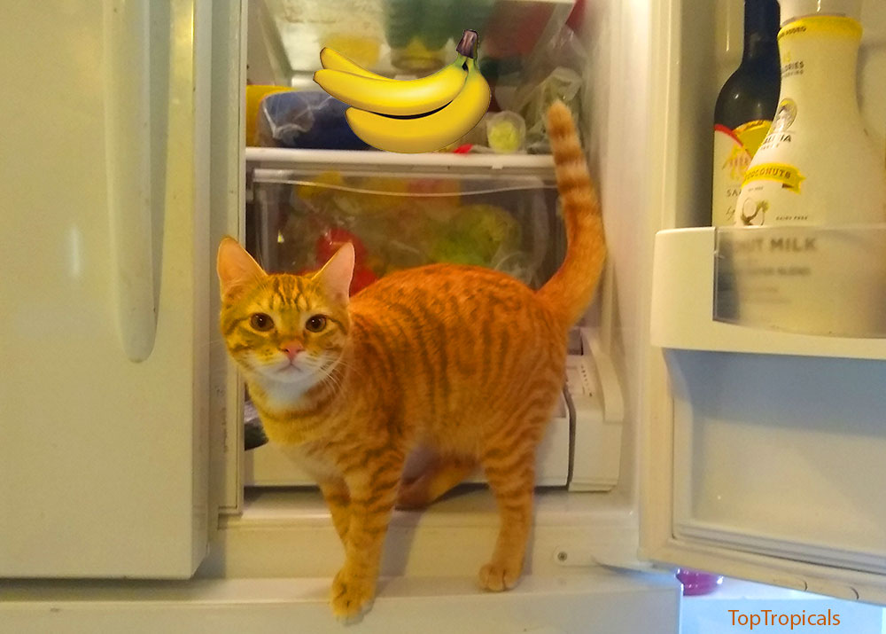Cat with bananas in refrigerator