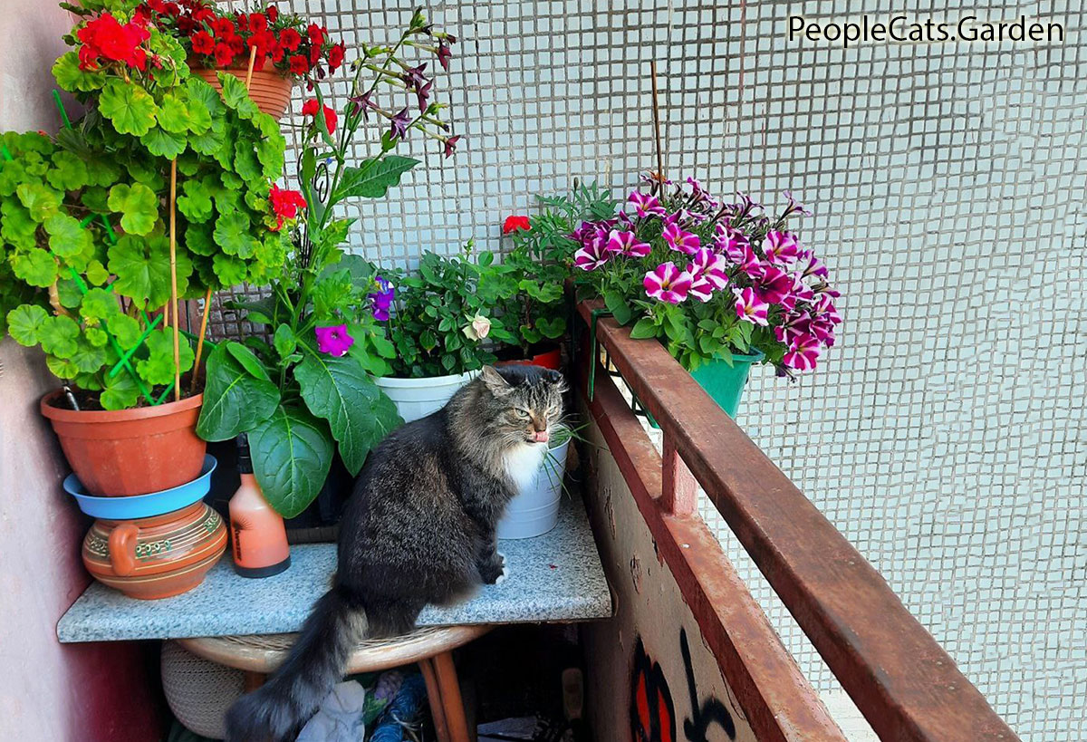 Scorpio Zodiac cat with flowers on a balcony
