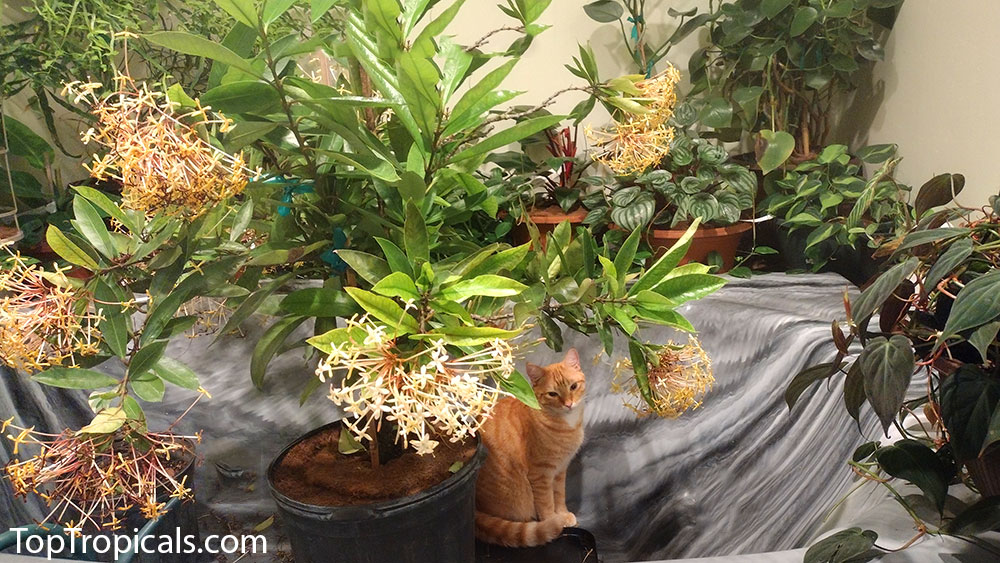 Orange cat with indoor plants