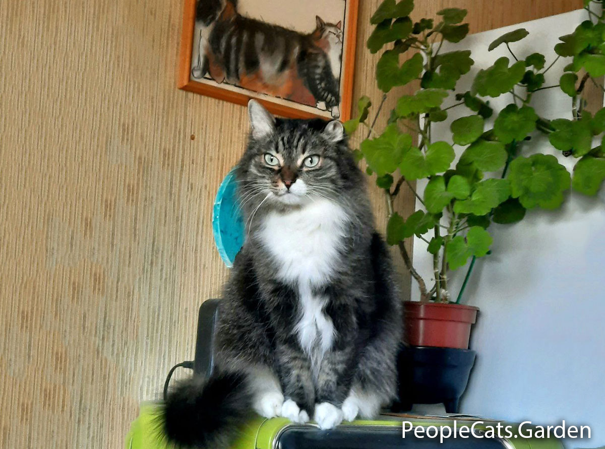 Scorpio Zodiac cat with indoor plants