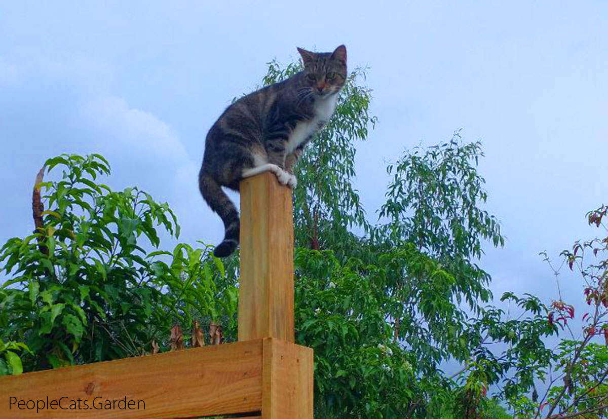 Sagittarius Zodiac cat sitting on a post