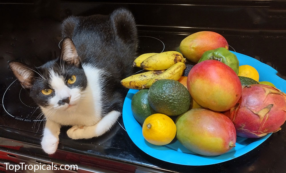 Cat with tropical fruit