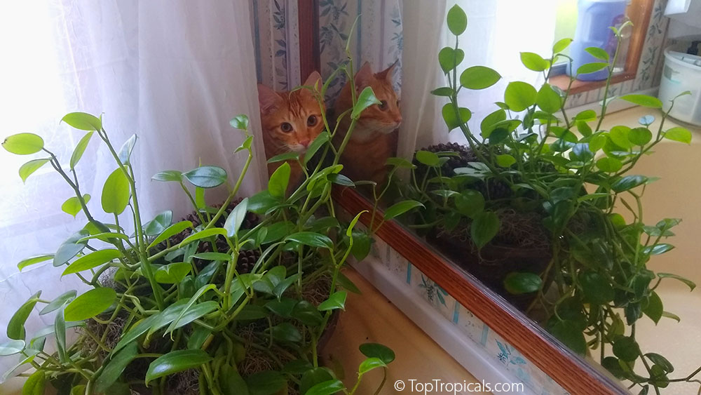 Cat with indoor plant hiding behind curtain