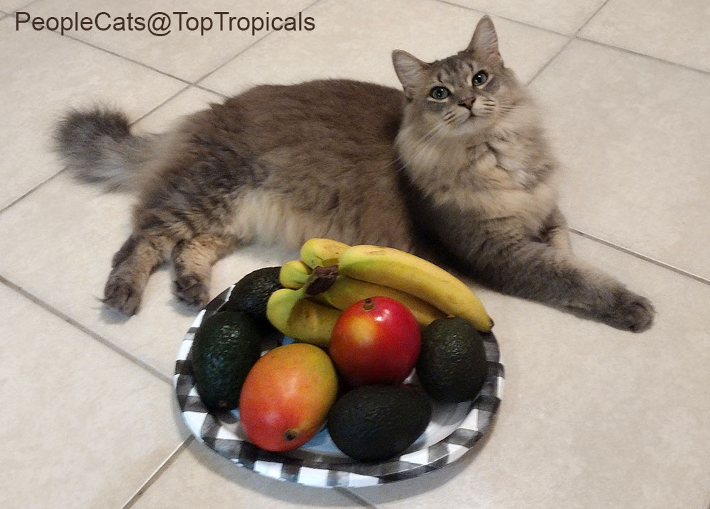 Fluffy cat with a tray of tropical fruit