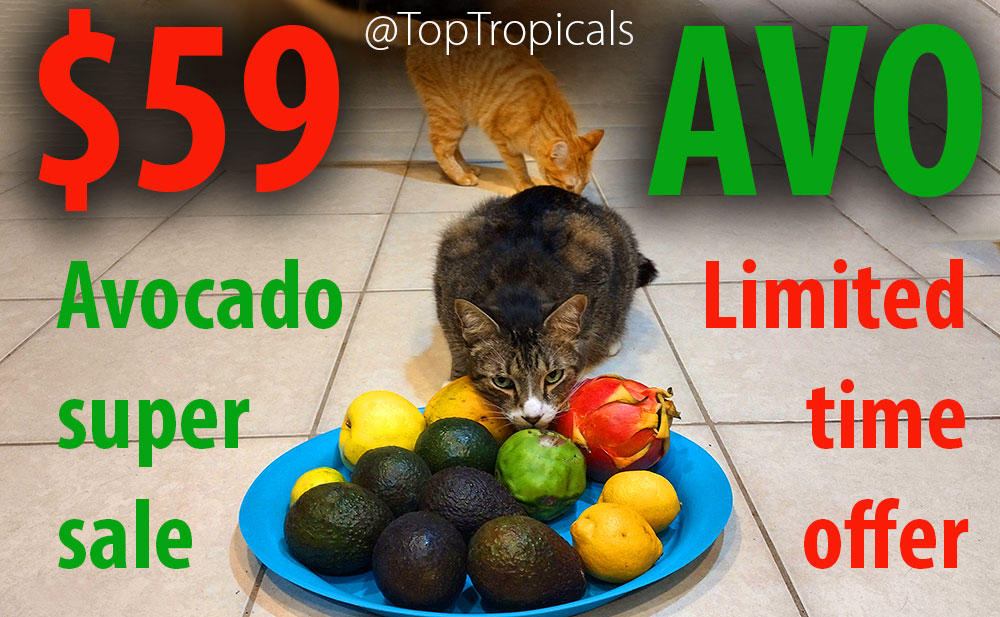 Cats with tray of avocado