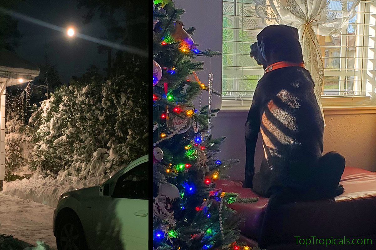 Christmas dog and night moon with snow