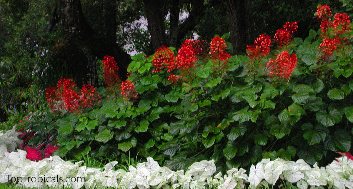 Flowering hedge Clerodendrum paniculatum - Pagoda Flower