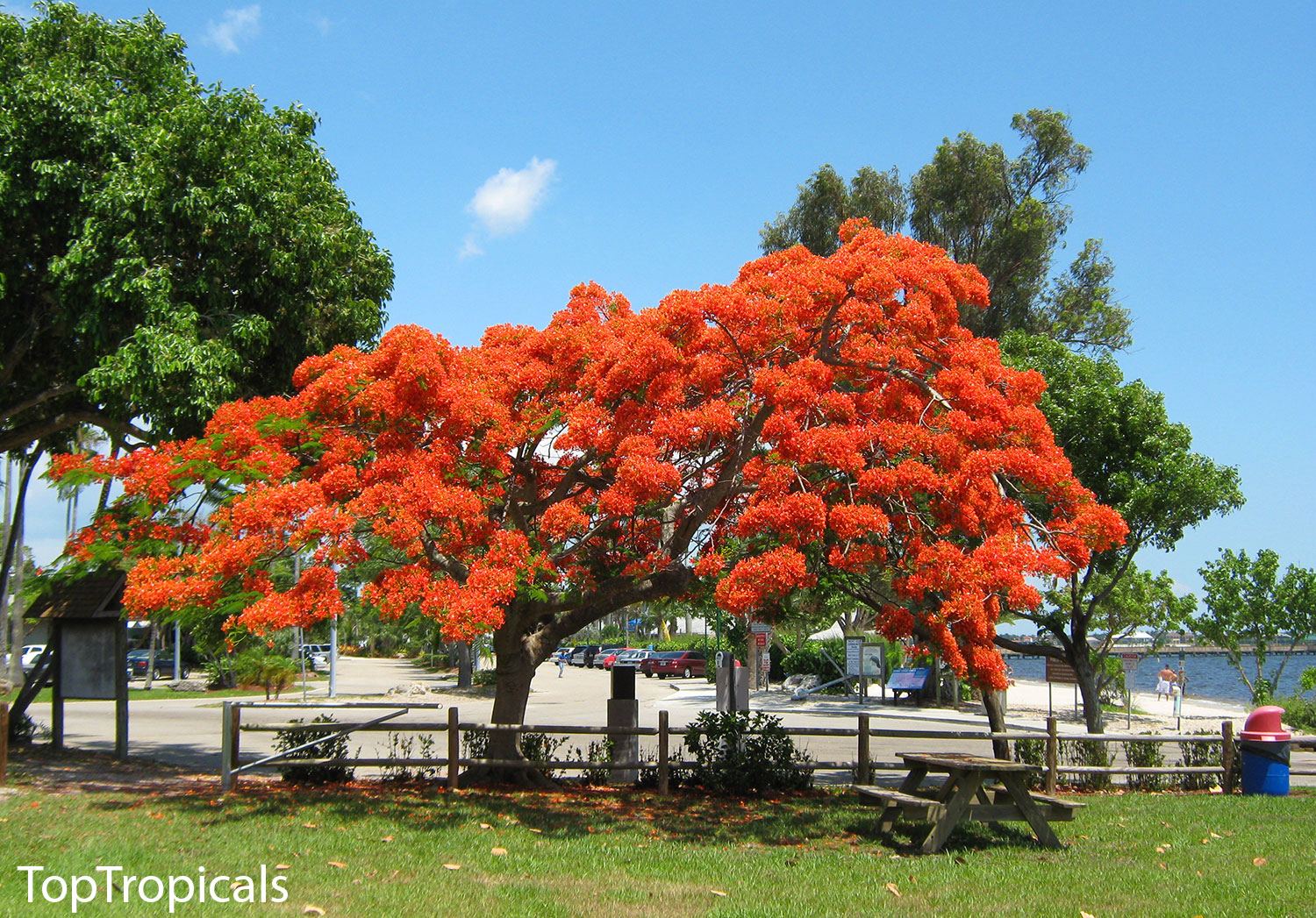 Flamboyant tree, Royal poinciana, Delonix regia
