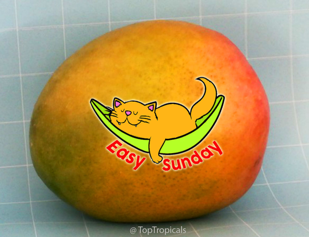 Easy Sunday Mango with a cat in hammock