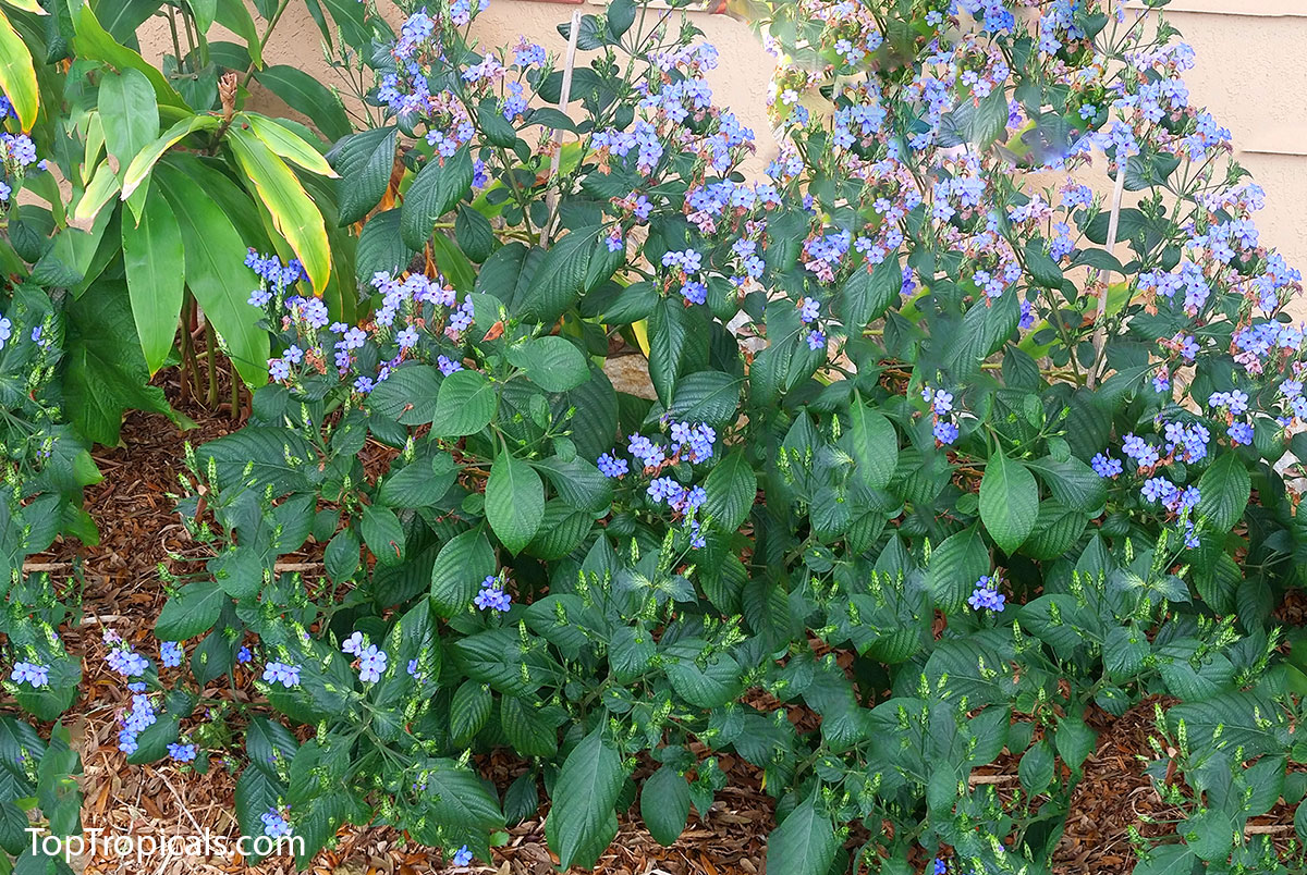Eranthemum pulchellum - Blue Sage, Lead Flower, bush size