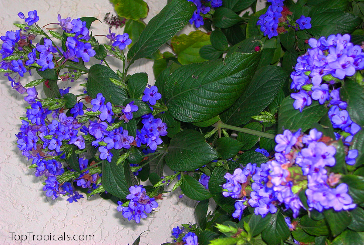 Flowering hedge Eranthemum pulchellum - Blue Sage, Lead Flower