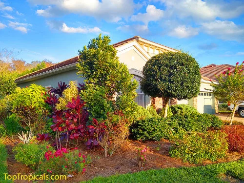 Colorful garden