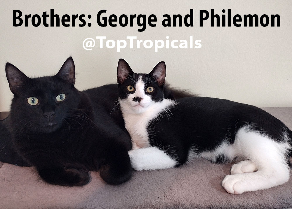 Two brother cats for Gemini Zodiac