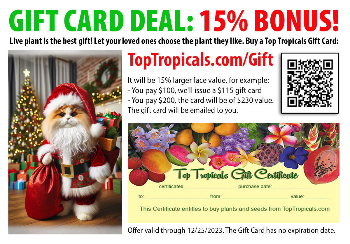 Gift Card Bonus offer