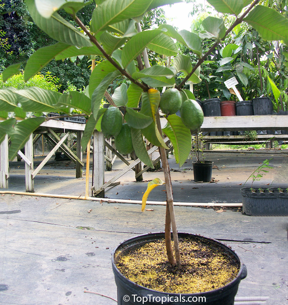Guava tree fruiting in a pot