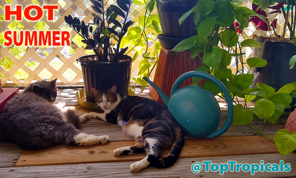 Cats in shade of tropical plants