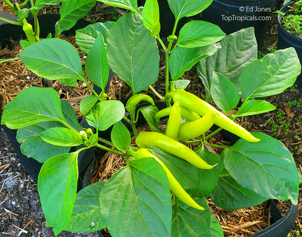 Hungarian hot wax pepper