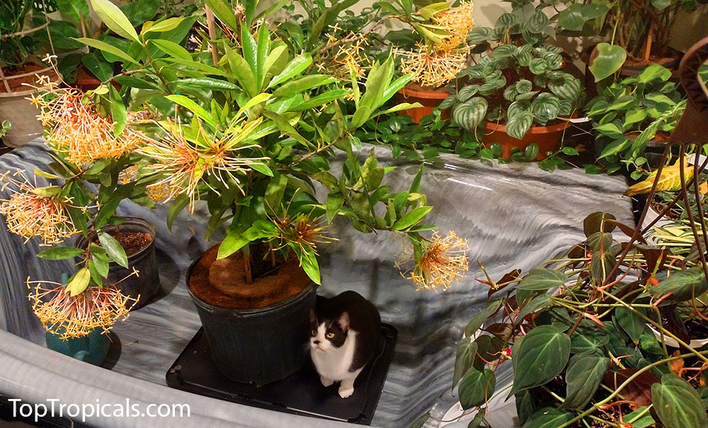 Cat with houseplant collection in a tub