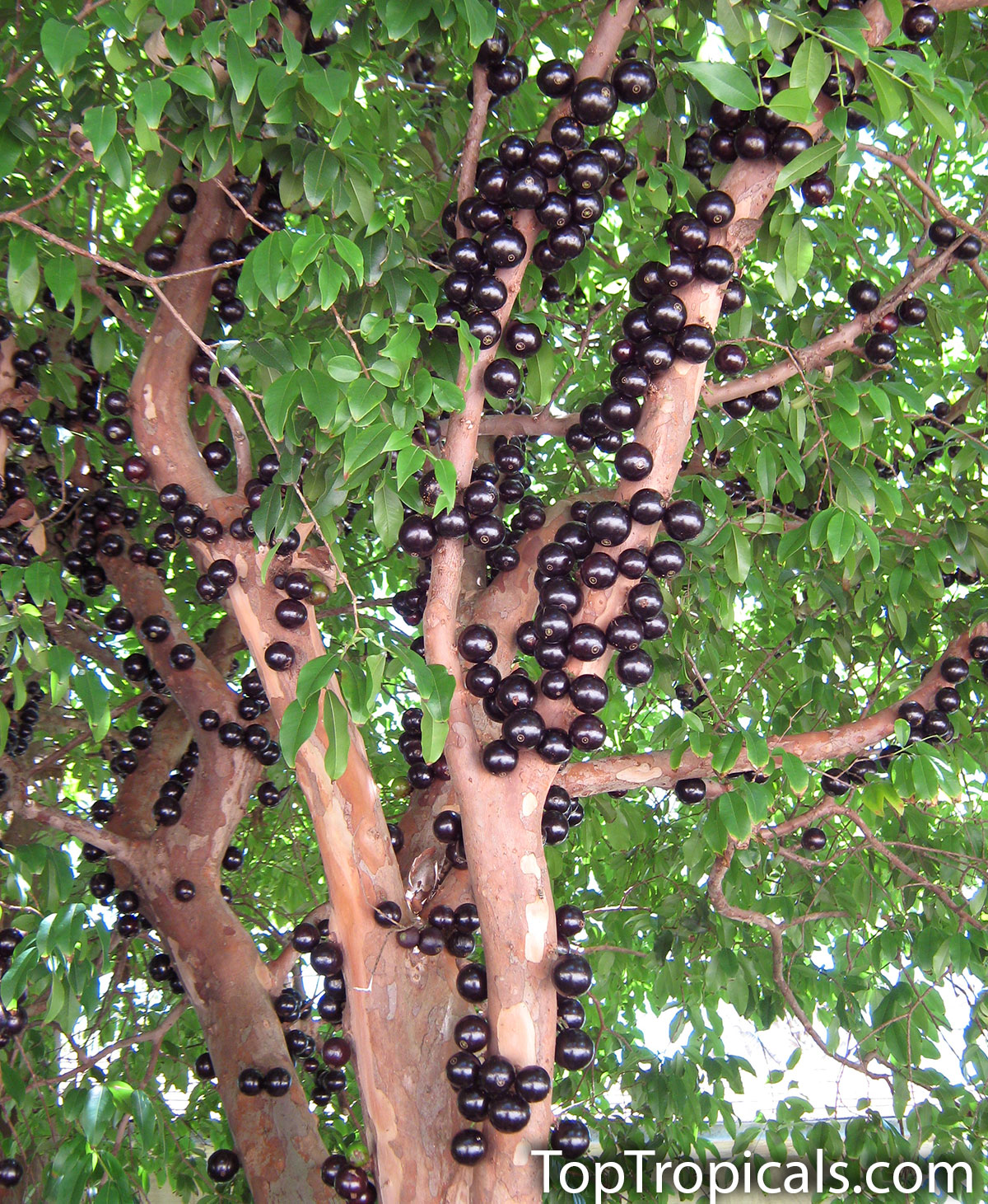 Jaboticaba tree