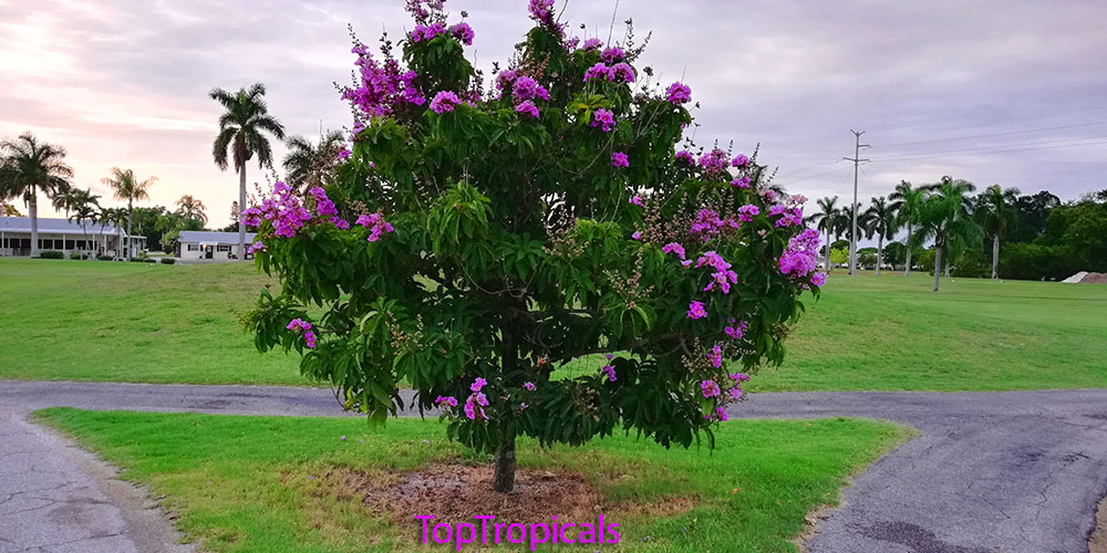 Lagerstroemia flowering tree on   crossroads