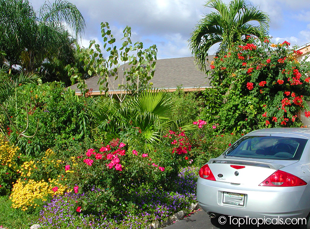 Landscaped front yard with companion planting