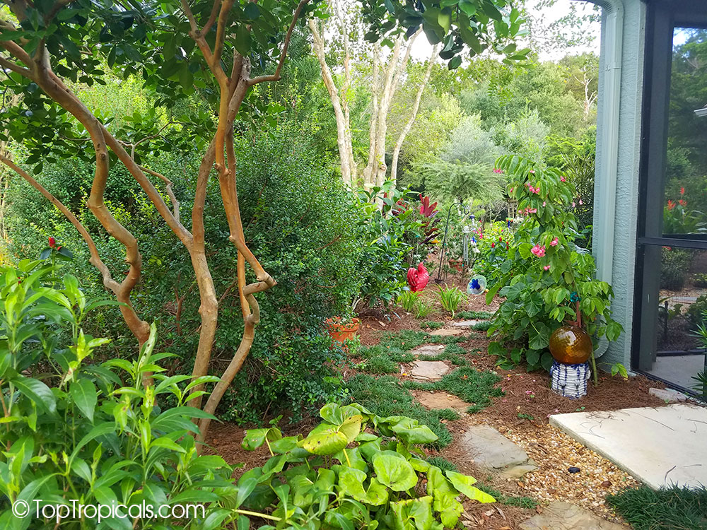 Landscaped garden with companion planting