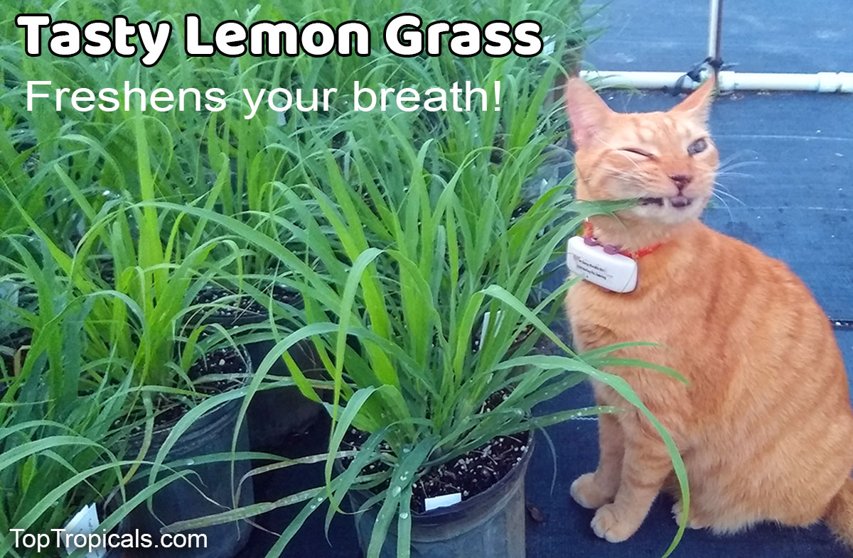 Orange cat chewing lemon grass