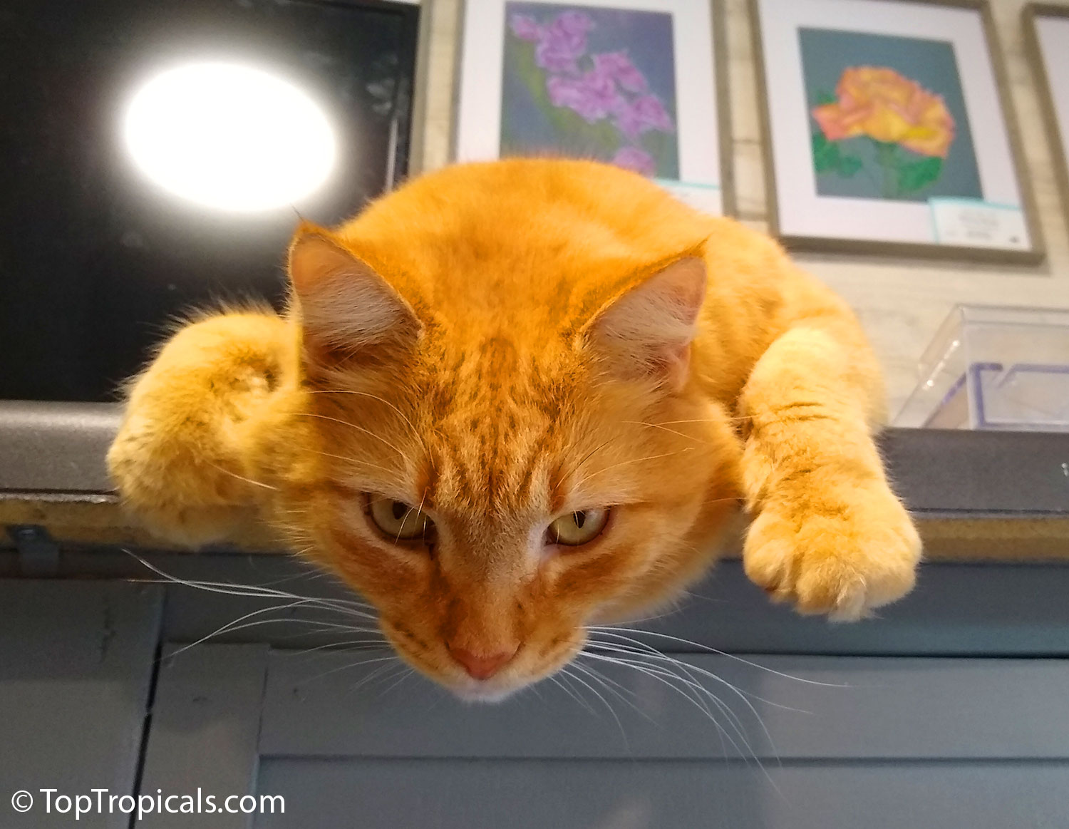 Orange cat with charisma - Leo Zodiac Cat