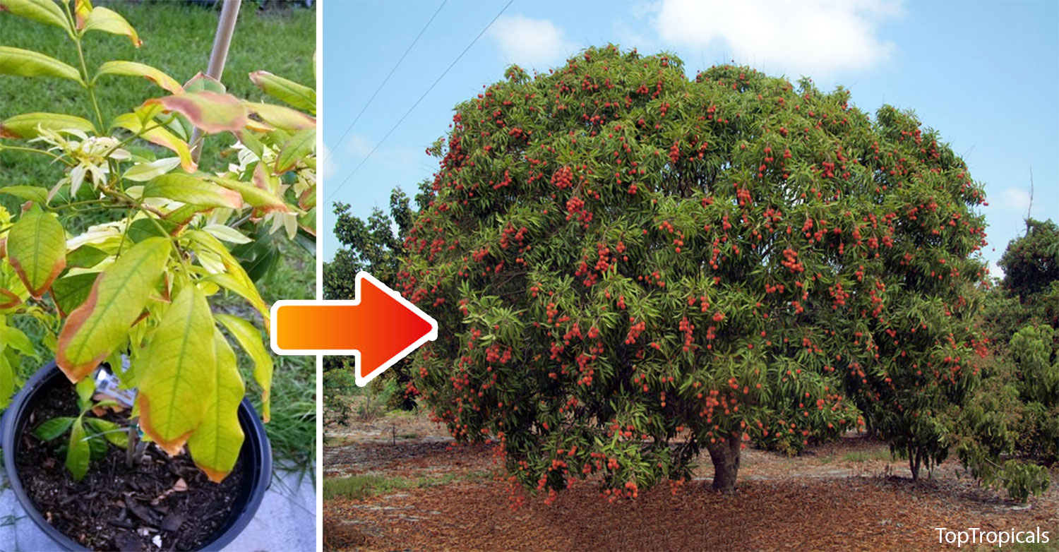 small and large lychee tree