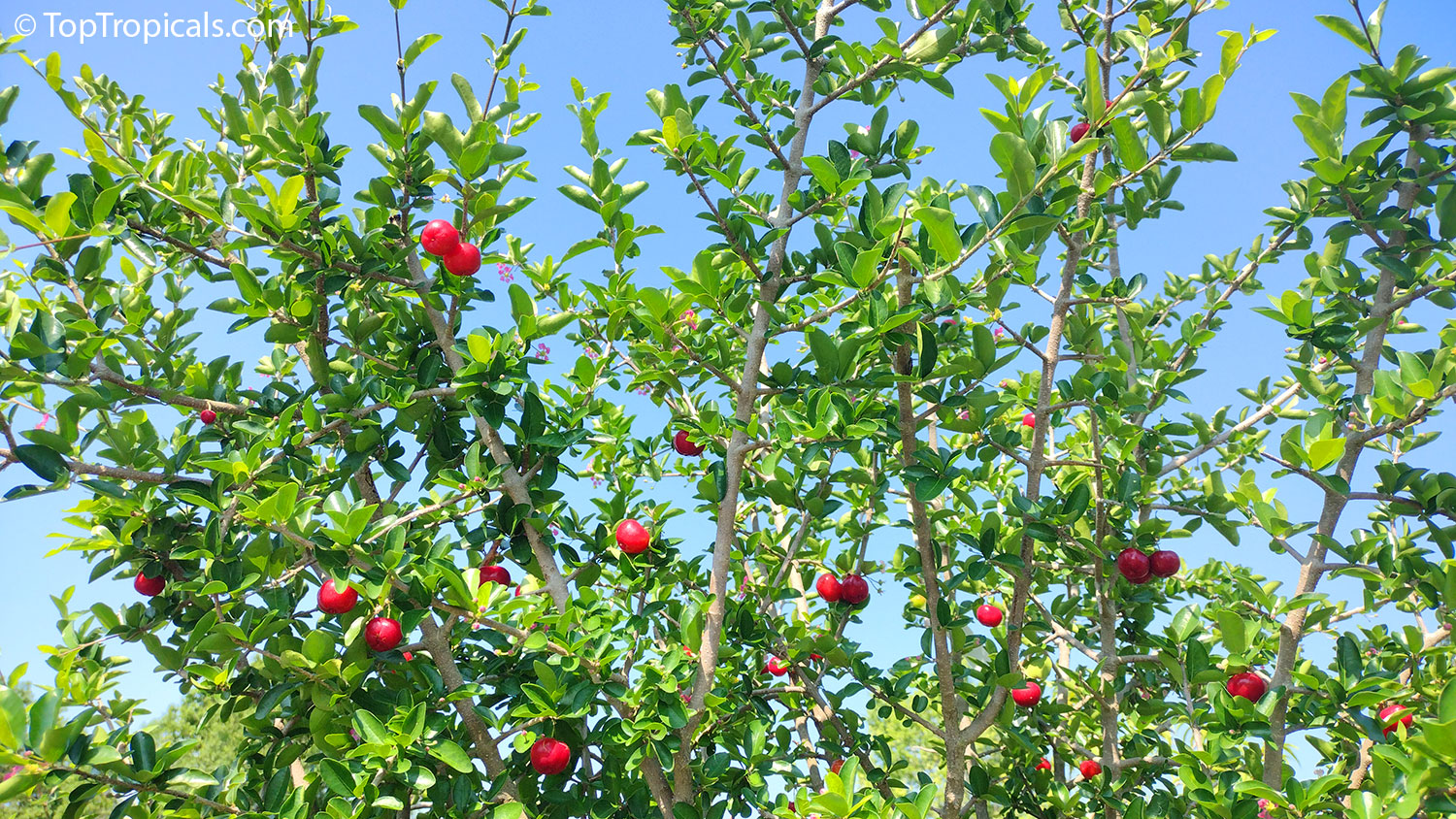 Barbados Cherry branches with fruit