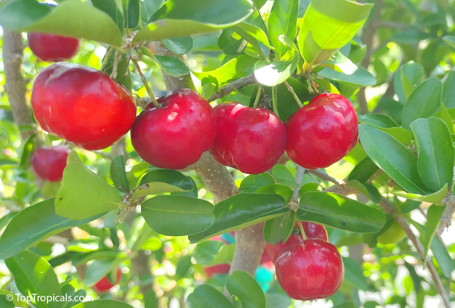 Barbados Cherry fruit on the branch
