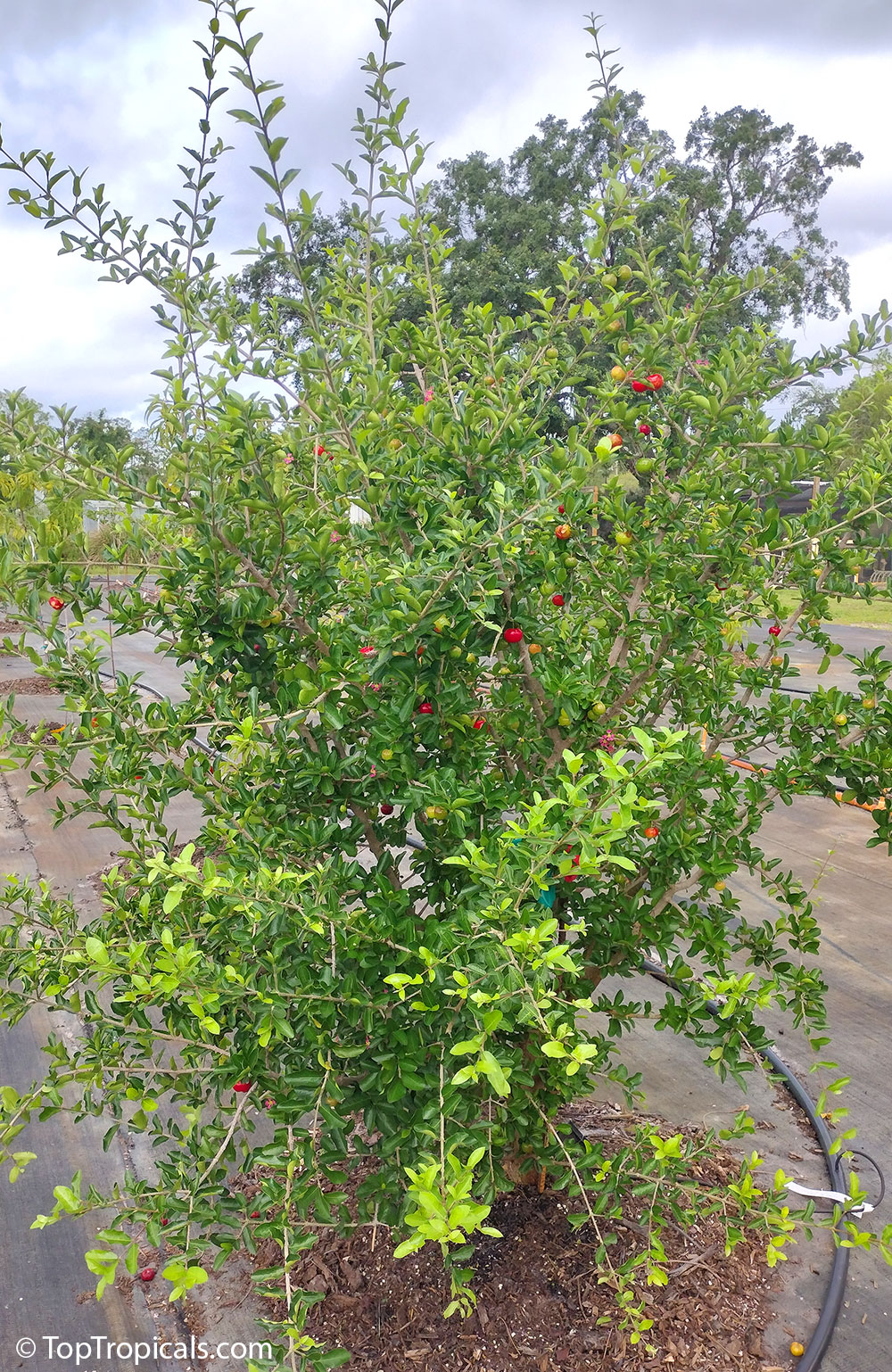  Barbados Cherry bush in the ground
