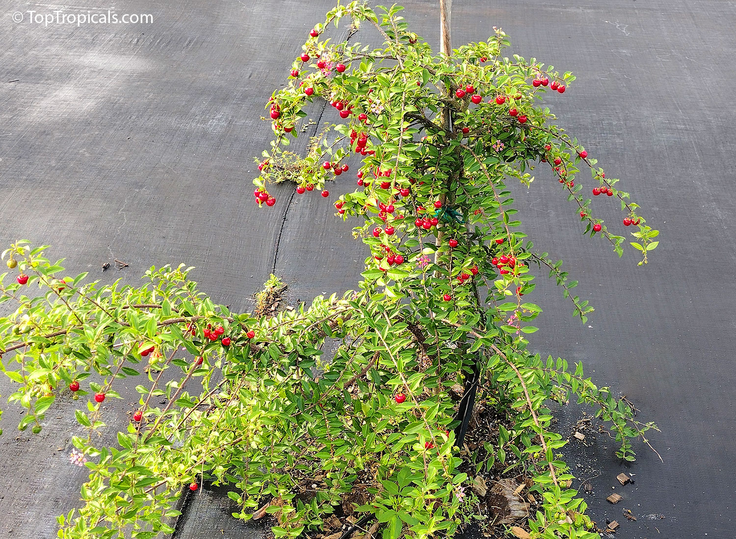 Barbados Cherry in the ground