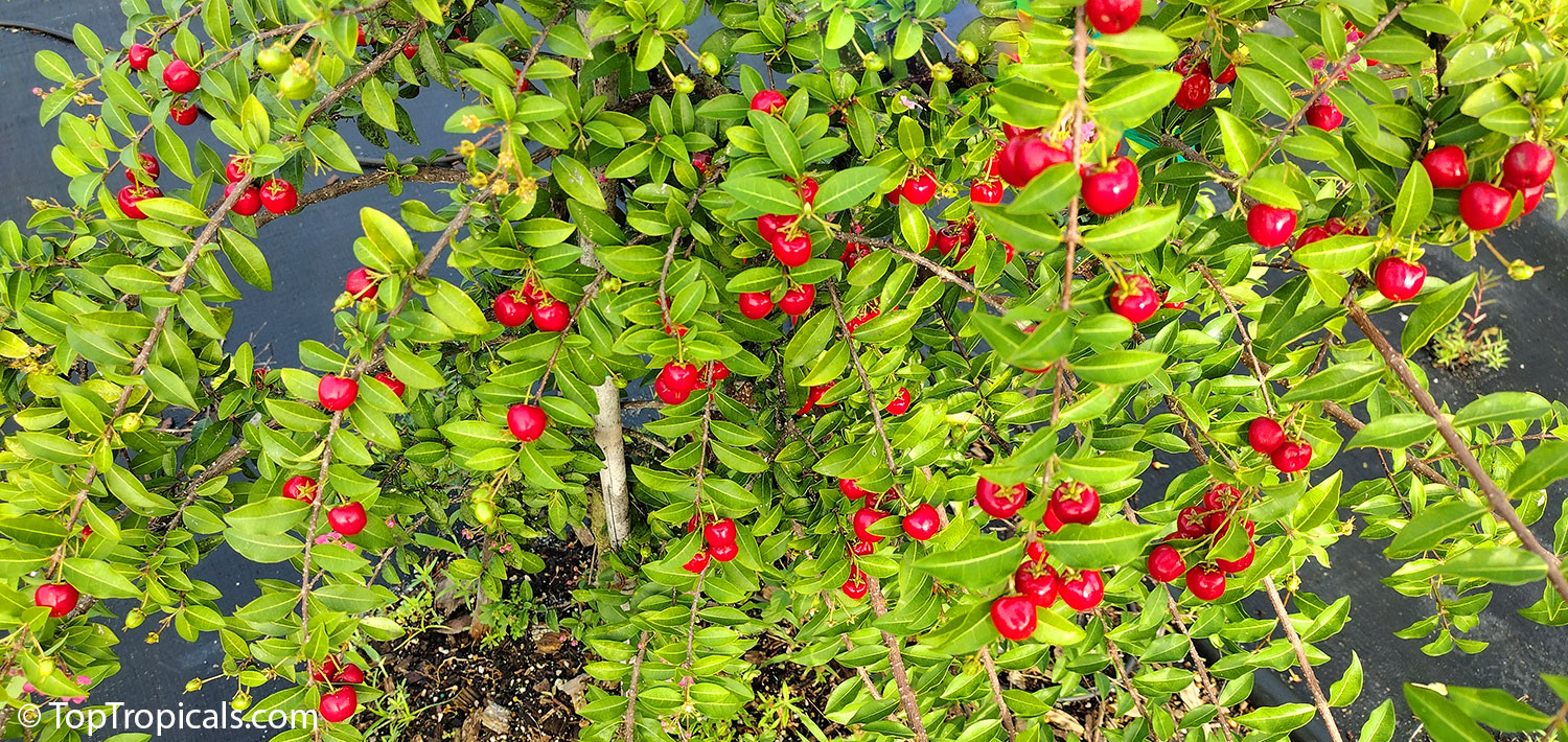 Dwarf Barbados Cherry branches with fruit