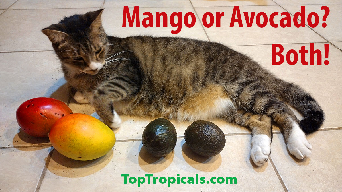 Cat with mango and avocado