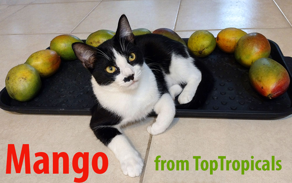 Mango fruit on a tray with a cat