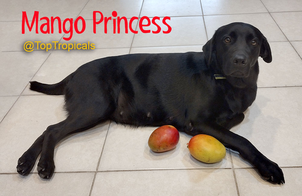 Black lab dog with mango fruit