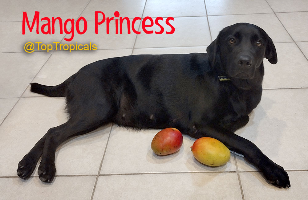 Black lab dog with mango   fruit