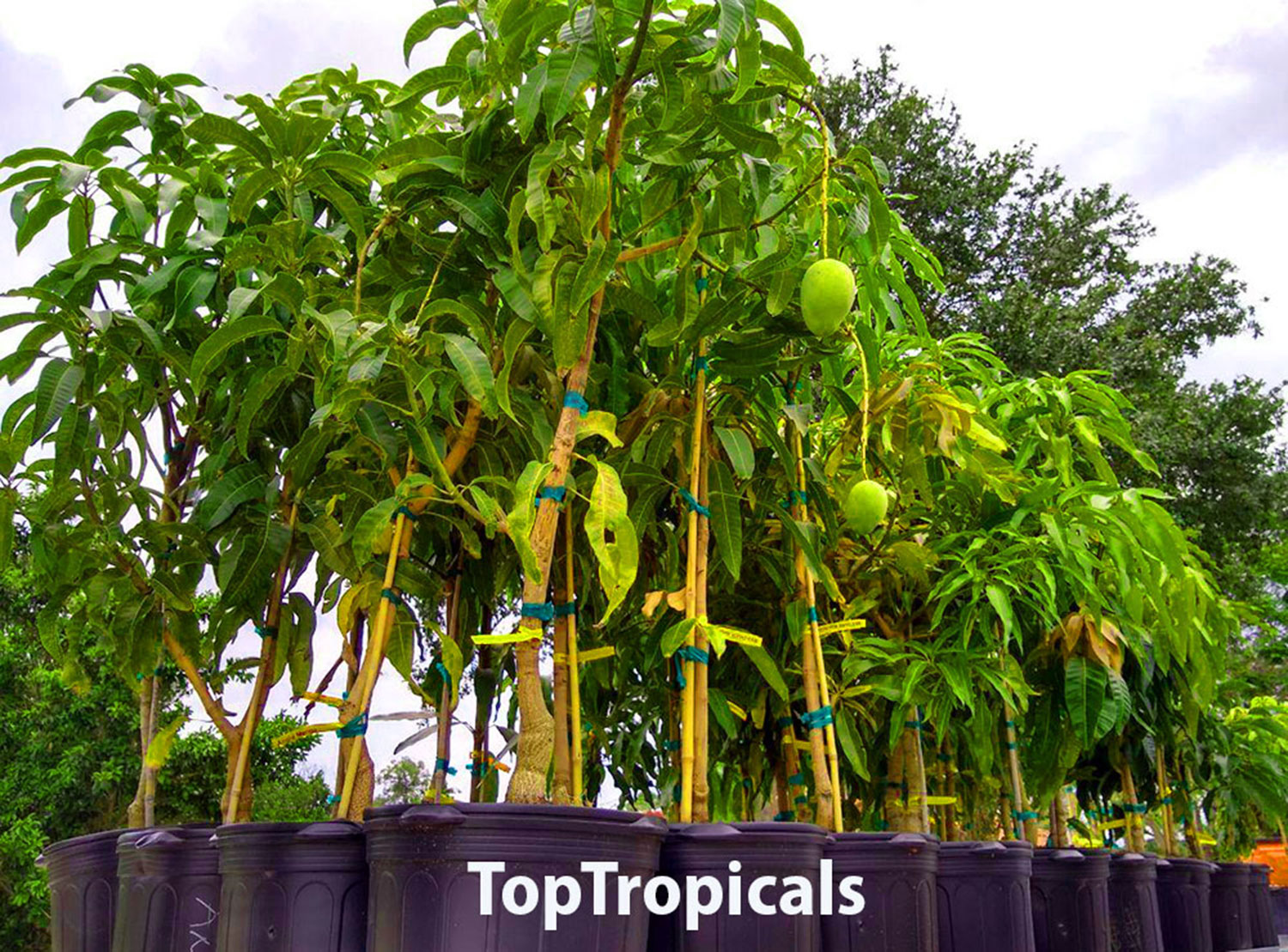 mango trees in containers