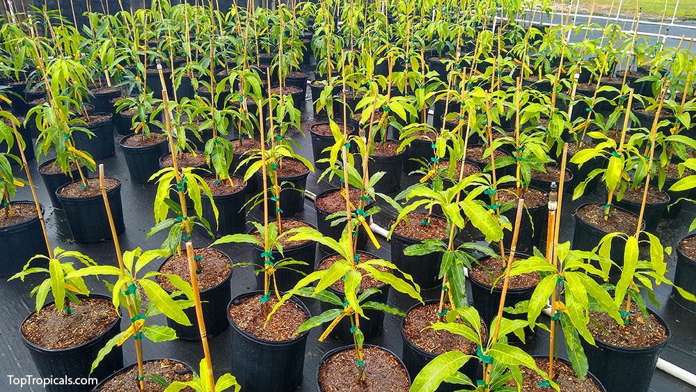 Mango trees in 3 gal pots