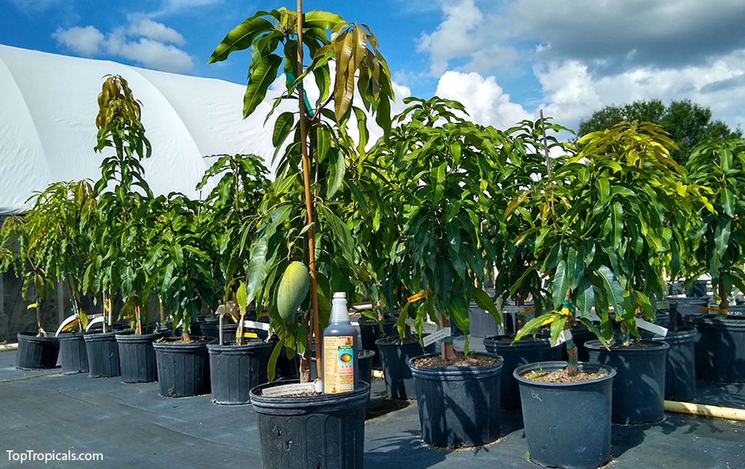 Mango trees in pots and fertilizer