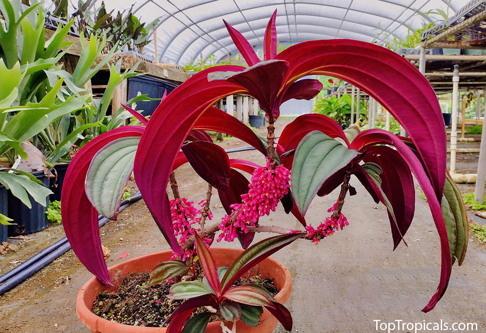 Medinilla Gregori Hambali