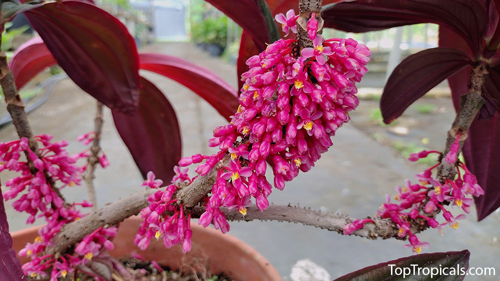 Medinilla Gregori Hambali flowers