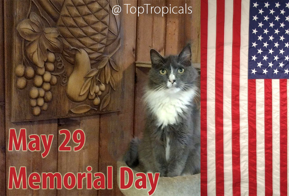 Memorial day flag cat