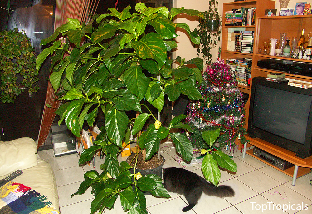 Noni tree with Christmas tree indoors