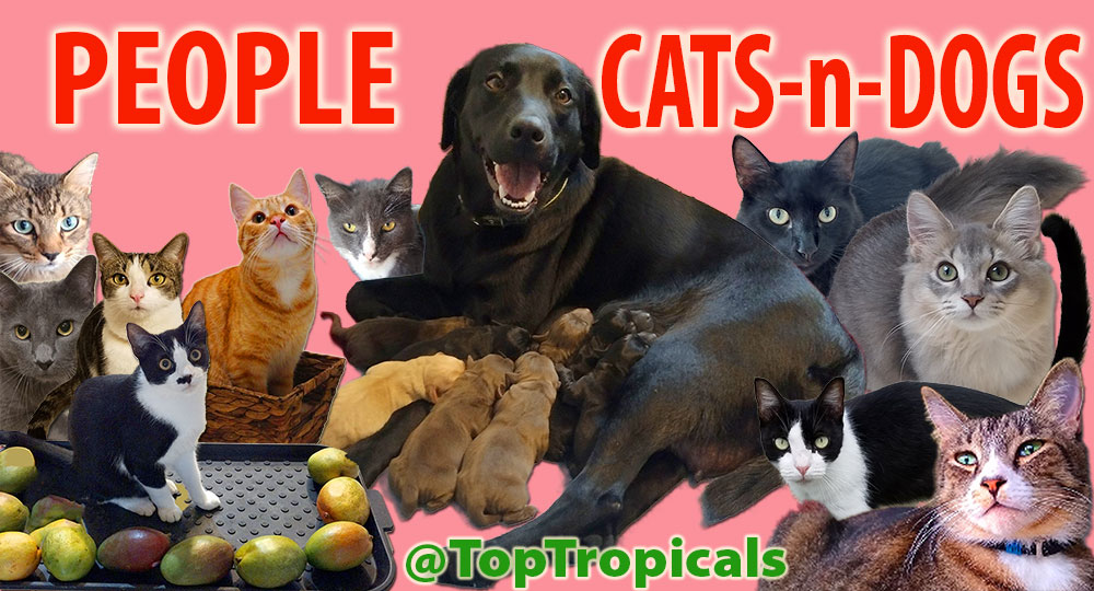 Cats and dogs and puppies and mango fruit