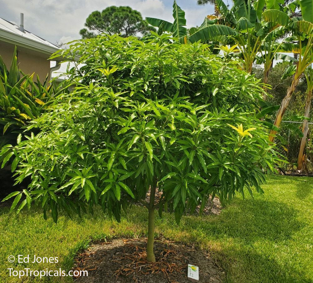Perfectly shaped mango tree