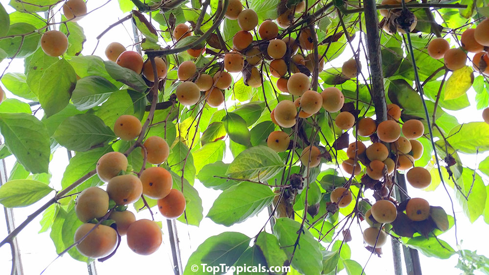 Persimmon fruit on a tree