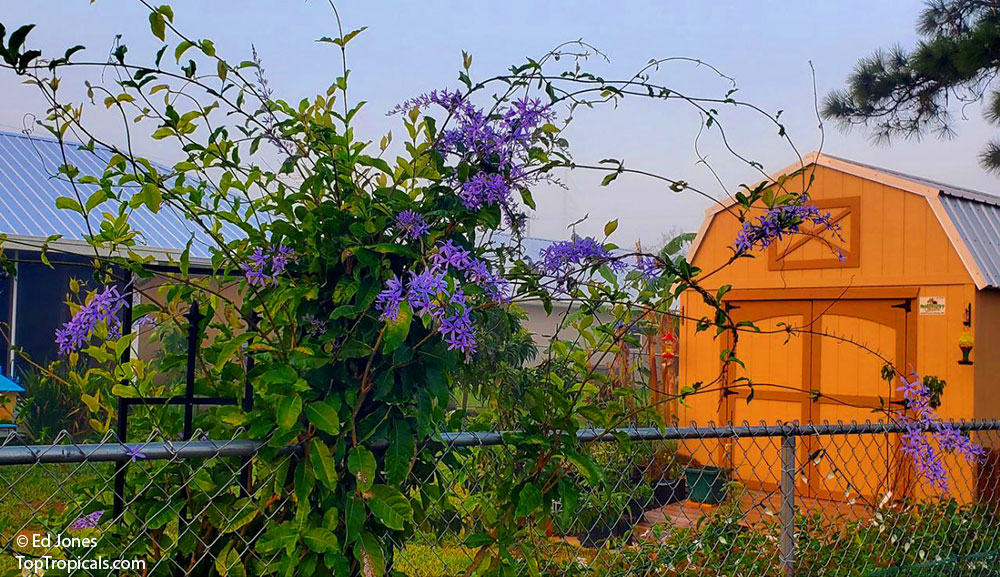 Petrea vine growing over the fence