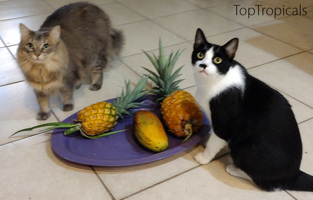 Pineapple, Mango and Cats